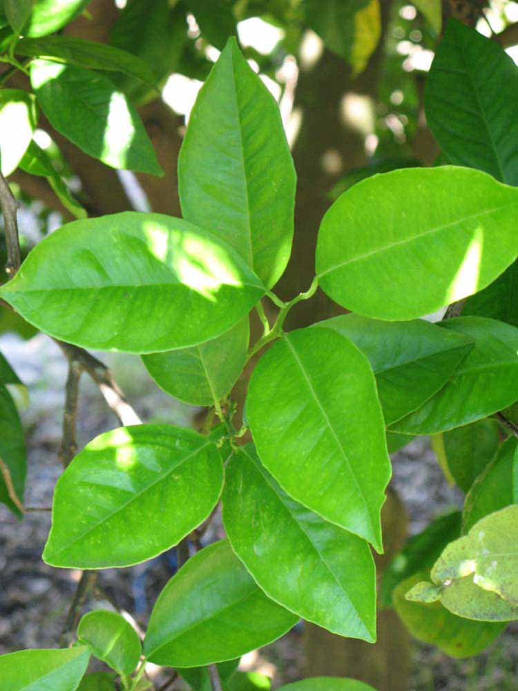              Shade leaves (Winter Haven, FL)       